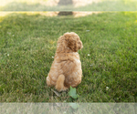Small #4 Goldendoodle-Poodle (Miniature) Mix