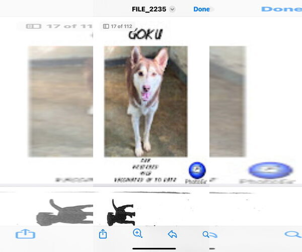 Medium Photo #2 Huskies -Unknown Mix Puppy For Sale in NYC, NY, USA