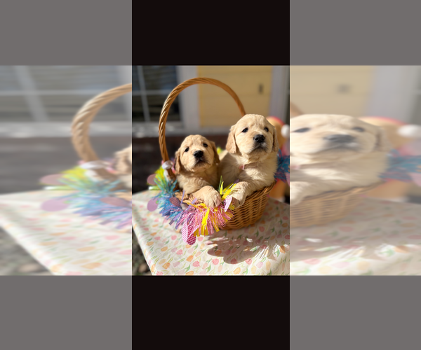 Medium Photo #45 Golden Retriever Puppy For Sale in MODESTO, CA, USA