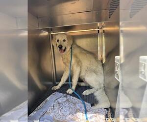 Great Pyrenees Dogs for adoption in Camarillo, CA, USA