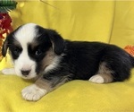 Small Photo #9 Cardigan Welsh Corgi Puppy For Sale in DEARBORN, MO, USA