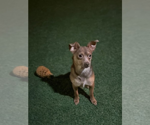 Medium Photo #4 Chihuahua-Unknown Mix Puppy For Sale in oakland, FL, USA