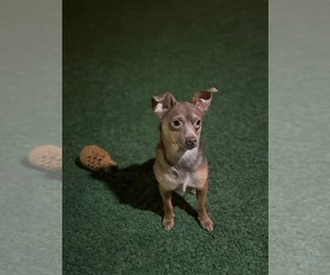 Bram - Male Chihuahua-Unknown Mix Dog for Adoption - Photo #4