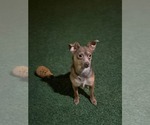 Small Photo #4 Chihuahua-Unknown Mix Puppy For Sale in oakland, FL, USA