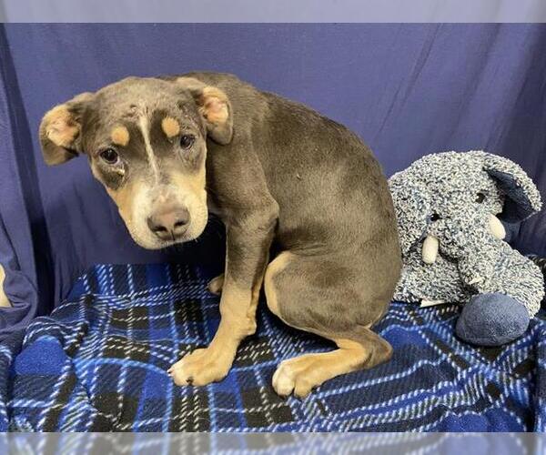 Medium Photo #1 Mutt Puppy For Sale in Modesto, CA, USA