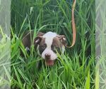Small Photo #9 American Bulldog Puppy For Sale in NORTH RIDGEVILLE, OH, USA