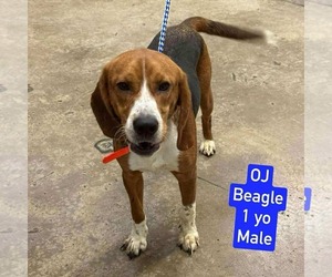 Beagle-Unknown Mix Dogs for adoption in Westwood, NJ, USA