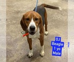 Small Beagle Mix