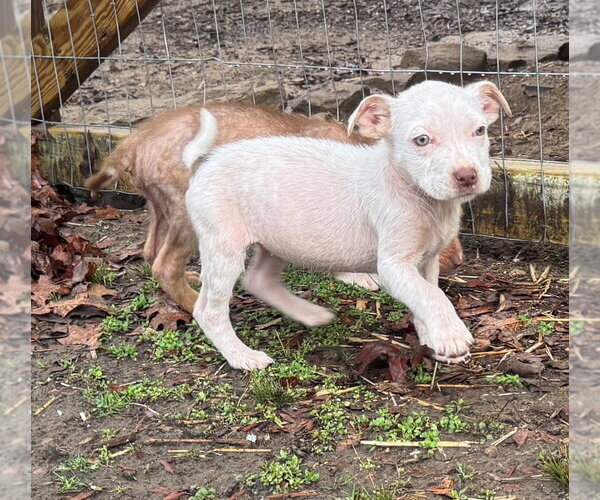 Medium Photo #2 Australian Shepherd-Unknown Mix Puppy For Sale in Claremore, OK, USA