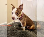 Small #9 Staffordshire Bull Terrier Mix