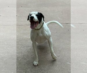 American Pit Bull Terrier-Labrador Retriever Mix Dogs for adoption in Hillsboro, MO, USA