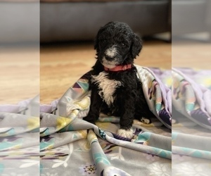 Labradoodle Puppy for sale in LIBERTY, IL, USA