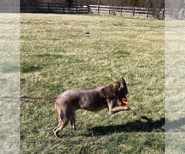 Medium Photo #21 Boxer-Unknown Mix Puppy For Sale in Germantown, OH, USA