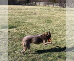 Small #20 Boxer Mix