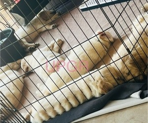 Golden Retriever Litter for sale in BOILING SPGS, SC, USA