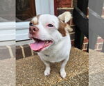 Small #6 Chihuahua