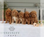 Small #3 Goldendoodle (Miniature)