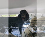 Small Poodle (Standard)