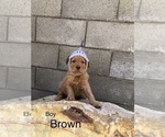 Small Photo #6 Golden Retriever Puppy For Sale in NORWALK, CA, USA