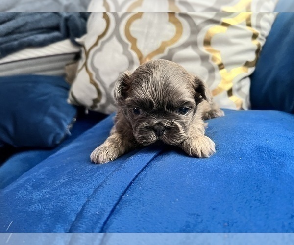 Medium Photo #11 Shih Tzu Puppy For Sale in HAYWARD, CA, USA