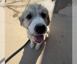 Small #5 Great Pyrenees Mix