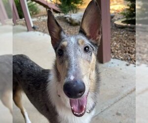 Mutt Dogs for adoption in Dublin, OH, USA
