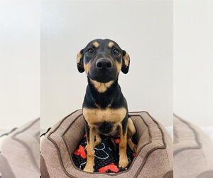 Rotterman Dogs for adoption in Globe, AZ, USA