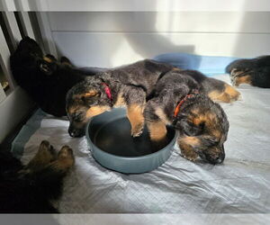 German Shepherd Dog Puppy for Sale in LAKE RIDGE, Virginia USA