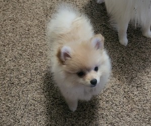 Pomeranian Puppy for sale in STILLWATER, OK, USA