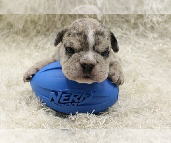 Medium Photo #2 English Bulldog Puppy For Sale in MEDINA, WA, USA