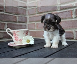 Schnauzer (Miniature) Puppy for sale in KINGSPORT, TN, USA