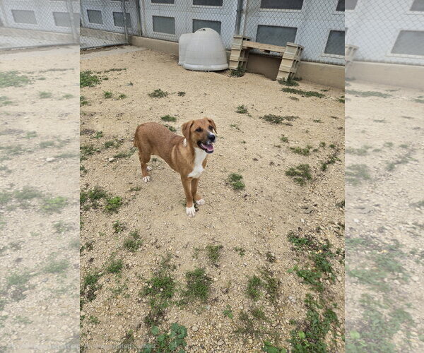 Medium Photo #1 Mutt Puppy For Sale in Maquoketa, IA, USA
