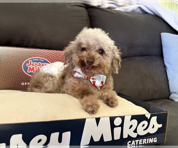 Medium Photo #5 Poodle (Toy) Puppy For Sale in Wheaton, IL, USA