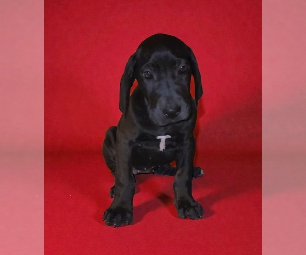Medium Photo #5 Great Dane Puppy For Sale in DENHAM SPRINGS, LA, USA