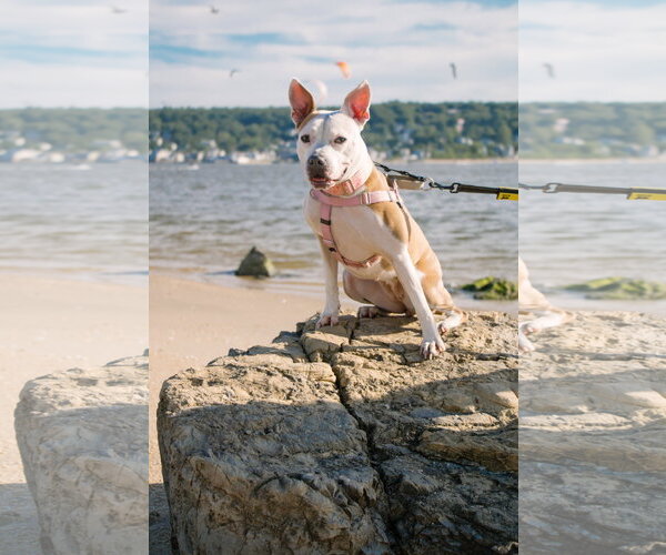 Medium Photo #15 Mutt Puppy For Sale in Oakhurst, NJ, USA