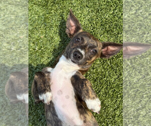 Medium Photo #2 Chihuahua-Unknown Mix Puppy For Sale in Canton, CT, USA