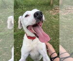 Small #25 English Setter-Labrador Retriever Mix