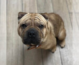 Mutt Dogs for adoption in Rowlett, TX, USA