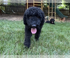 Father of the Portuguese Water Dog puppies born on 08/23/2022
