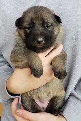 German Shepherd Dog Puppy for sale in PRIEST RIVER, ID, USA