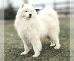 Small Photo #1 Samoyed Puppy For Sale in LEOLA, PA, USA
