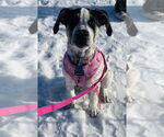 Small #9 American Bulldog-German Shepherd Dog Mix
