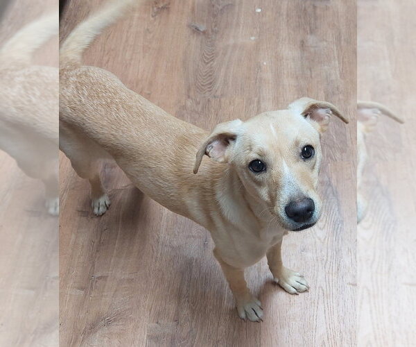 Medium Photo #4 Unknown-Whippet Mix Puppy For Sale in Boston, MA, USA