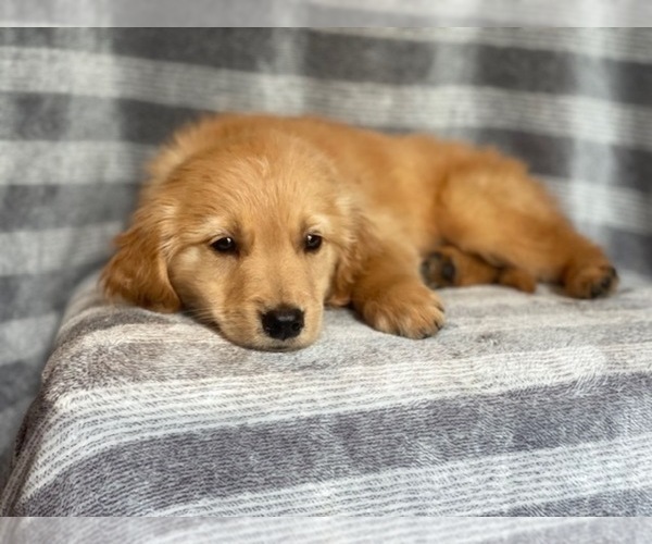 Medium Photo #9 Golden Retriever Puppy For Sale in LAKELAND, FL, USA