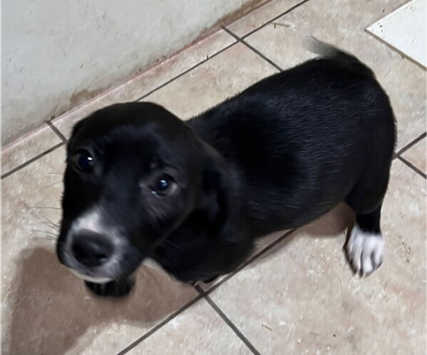 Medium Photo #3 Labbe Puppy For Sale in Tracy City, TN, USA