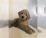 Small Photo #6 Goldendoodle Puppy For Sale in PINEHURST, NC, USA