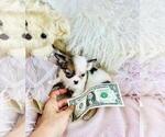 Small #6 Chihuahua