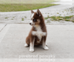 Small #1 Pomsky