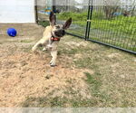 Small #7 Anatolian Shepherd-Rhodesian Ridgeback Mix