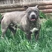 Small Photo #1 American Staffordshire Terrier Puppy For Sale in KERSEY, CO, USA
